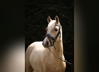 NRPS, Mare, 6 years, 14 hh, Palomino