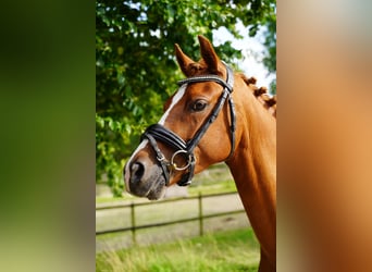 NRPS, Mare, 6 years, 14,1 hh, Chestnut-Red