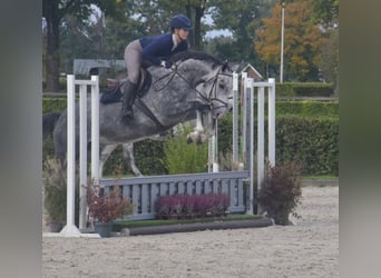 NRPS, Mare, 6 years, 16 hh, Grey