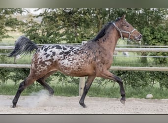 NRPS, Mare, 6 years, 16 hh, Leopard-Piebald