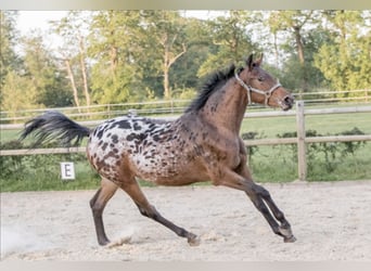 NRPS, Mare, 6 years, 16 hh, Leopard-Piebald