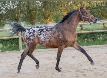 NRPS, Mare, 6 years, 16 hh, Leopard-Piebald