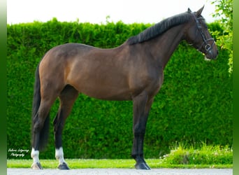 NRPS, Mare, 6 years, 16 hh