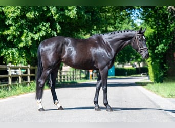 NRPS, Mare, 6 years, 16,2 hh, Black