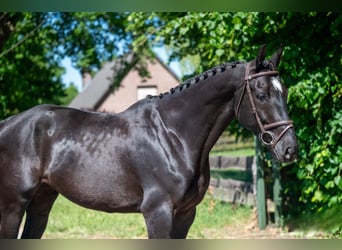 NRPS, Mare, 6 years, 16,2 hh, Black