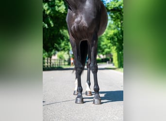 NRPS, Mare, 6 years, 16,2 hh, Black