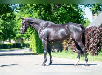 NRPS, Mare, 6 years, 16,2 hh, Black