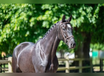 NRPS, Mare, 6 years, 16,2 hh, Black