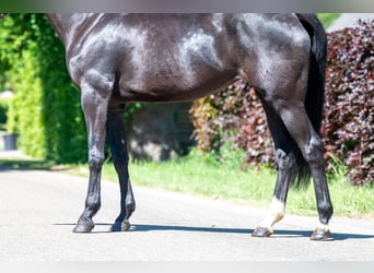 NRPS, Mare, 6 years, 16,2 hh, Black