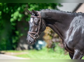 NRPS, Mare, 6 years, 16,2 hh, Black