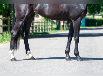 NRPS, Mare, 6 years, 16,2 hh, Black