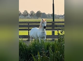 NRPS, Mare, 7 years, 11,1 hh, Gray