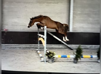 NRPS, Mare, 7 years, 14,1 hh, Chestnut-Red