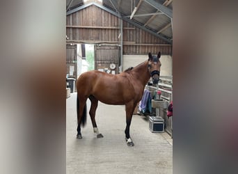 NRPS Mix, Mare, 7 years, 15,1 hh, Bay