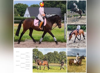 NRPS Mix, Mare, 7 years, 15 hh, Brown