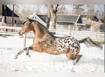 NRPS, Mare, 7 years, 16 hh, Leopard-Piebald