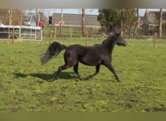 NRPS Mix, Mare, 8 years, 12 hh, Black