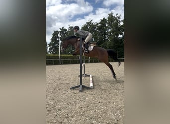 NRPS Mix, Mare, 8 years, 14.1 hh, Bay-Dark