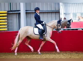 NRPS, Mare, 8 years, 14.1 hh, Palomino