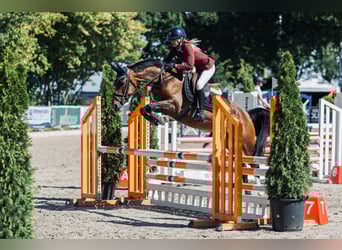 NRPS, Mare, 8 years, 14.2 hh, Brown