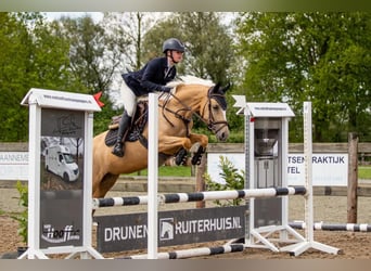 NRPS, Mare, 8 years, 14,1 hh, Palomino