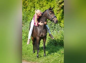 NRPS, Mare, 9 years, 13,3 hh, Smoky-Black