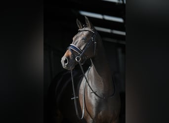 NRPS, Mare, 9 years, 13,3 hh, Smoky-Black