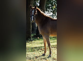 NRPS, Mare, 9 years, 14.1 hh, Chestnut-Red