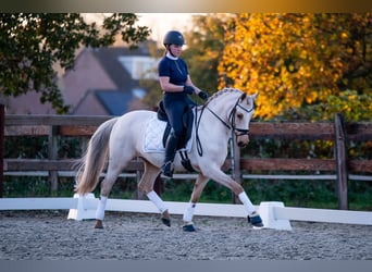 NRPS, Mare, 9 years, 14.1 hh, Palomino