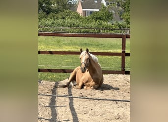 NRPS, Mare, 9 years, 14.1 hh, Palomino