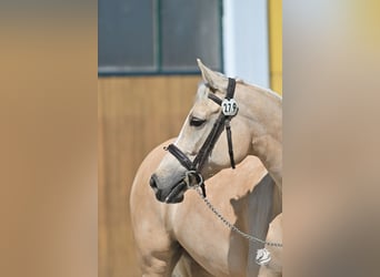 NRPS, Mare, 9 years, 14,2 hh, Palomino