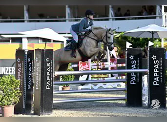 NRPS, Mare, 9 years, 14,2 hh, Palomino