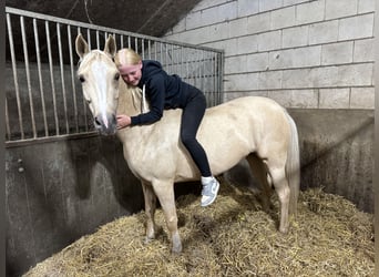 NRPS, Mare, 9 years, 14,2 hh, Palomino
