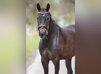 NRPS, Mare, 9 years, 15 hh, Bay-Dark