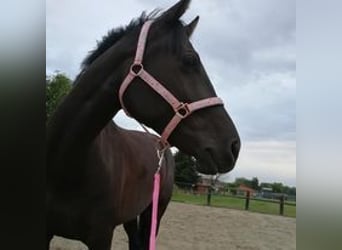 NRPS, Mare, 9 years, 16 hh, Black