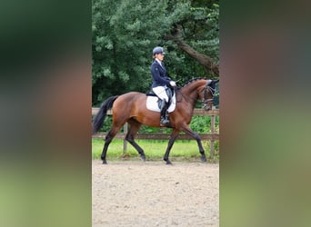 NRPS, Mare, 9 years, 16,1 hh, Bay-Dark