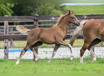 NRPS, Mare, Foal (05/2025), 13,1 hh, Buckskin