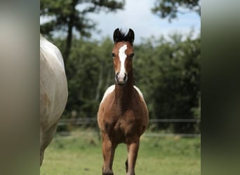 NRPS, Mare, Foal (03/2024), 14.1 hh, Leopard-Piebald