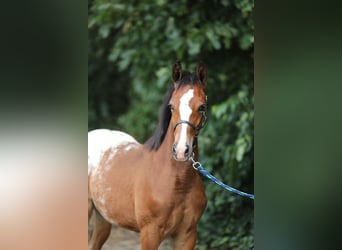 NRPS, Mare, Foal (03/2024), 14.1 hh, Leopard-Piebald