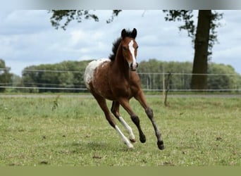 NRPS, Mare, Foal (03/2024), 14.1 hh, Leopard-Piebald