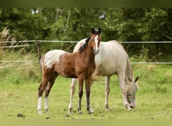 NRPS, Mare, Foal (03/2024), 14.1 hh, Leopard-Piebald