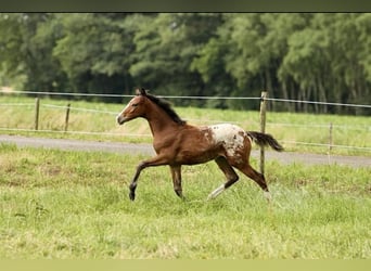 NRPS, Mare, Foal (03/2024), 14.1 hh, Leopard-Piebald