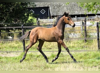 NRPS, Mare, Foal (04/2024), 14,2 hh, Perlino