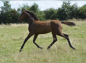 NRPS, Mare, Foal (04/2024), 14,2 hh, Perlino