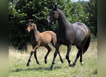 NRPS, Mare, Foal (04/2024), 14,2 hh, Perlino