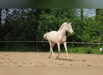 NRPS, Mare, Foal (04/2024), 15.2 hh, Perlino