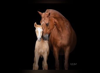 NRPS, Mare, Foal (05/2026), 16.1 hh, Palomino