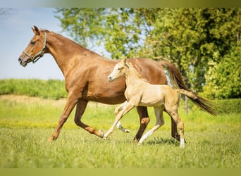 NRPS, Mare, Foal (05/2026), 16.1 hh, Palomino