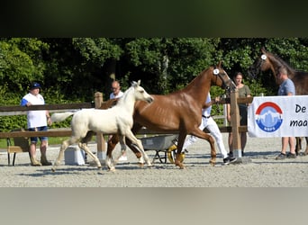 NRPS, Mare, Foal (05/2024), 16 hh, Palomino