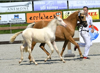 NRPS, Mare, Foal (05/2024), 16 hh, Palomino